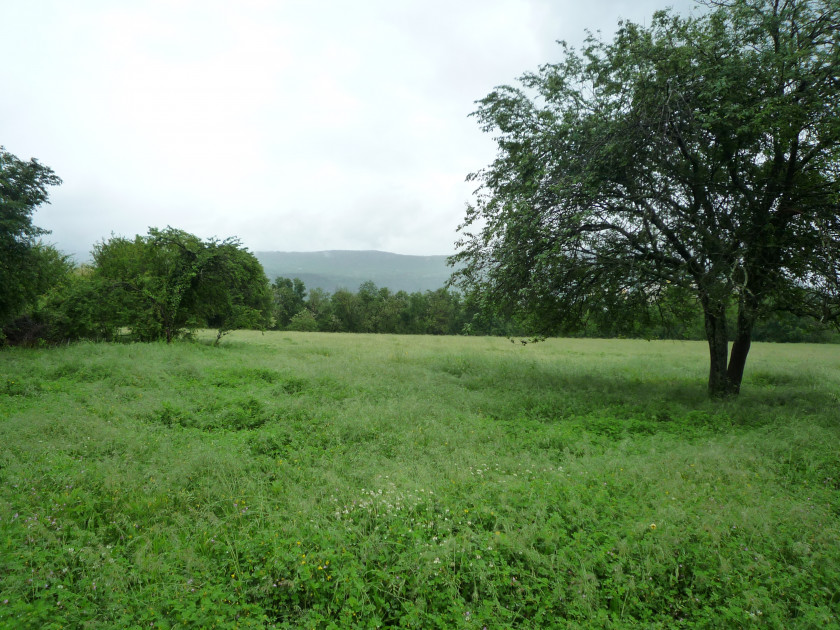 Land For Sale, Spuz
